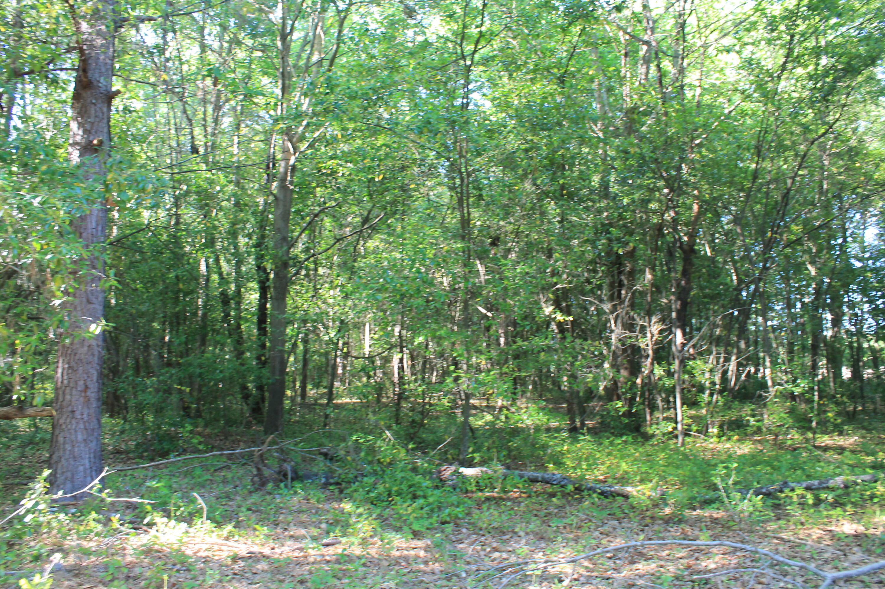 1214 Toolebeck Road Aiken, SC 29803 - Photo 8 of 17