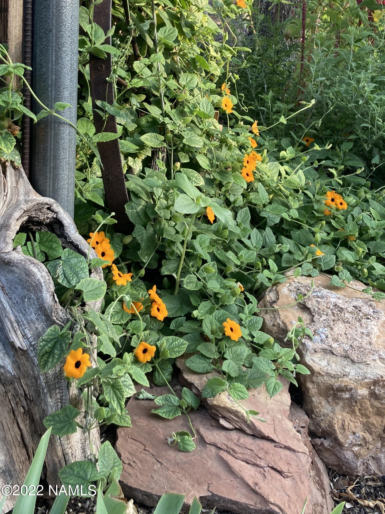 9682 Pioneer Valley Road Flagstaff, AZ 86004 - Photo 39 of 43 greenthumb2