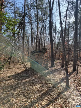 a view of a forest filled with trees