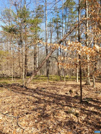 a view of dirt yard with a large tree