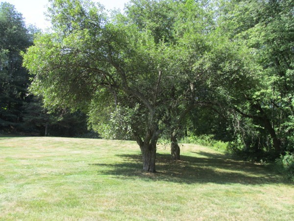 47 Locust Street Merrimac, MA 01860 - Photo 24 of 24 a view of yard with trees
