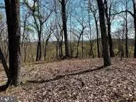 a view of a backyard with large trees