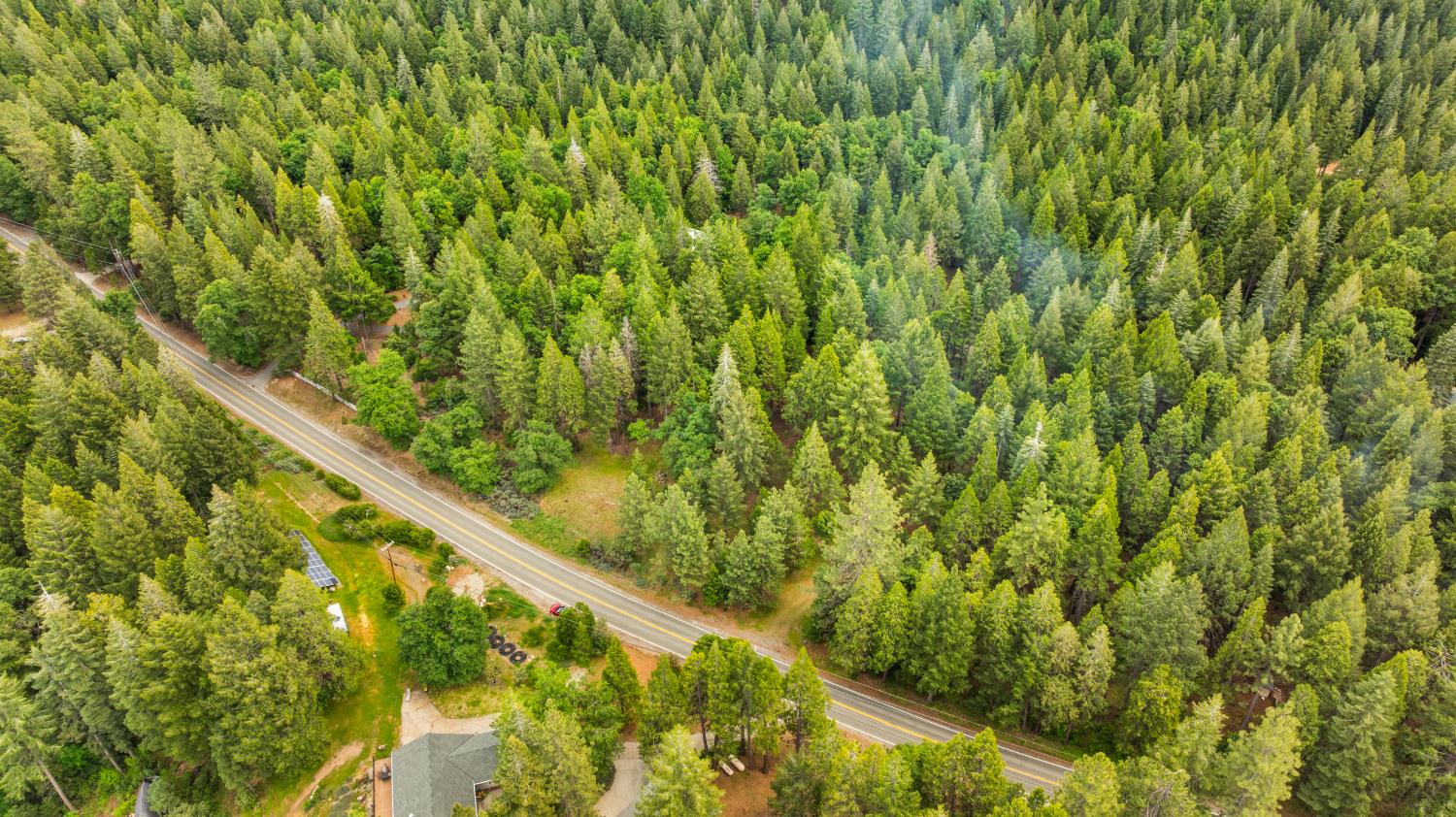 14647 Banner Quaker Hill Road Nevada City, CA 95959 - Photo 12 of 43 a close up of a plant
