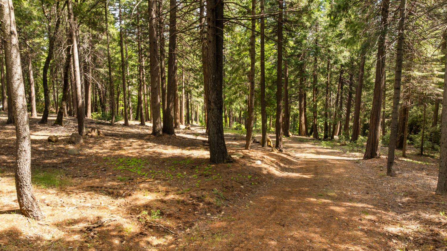 14647 Banner Quaker Hill Road Nevada City, CA 95959 - Photo 15 of 43 a view of yard