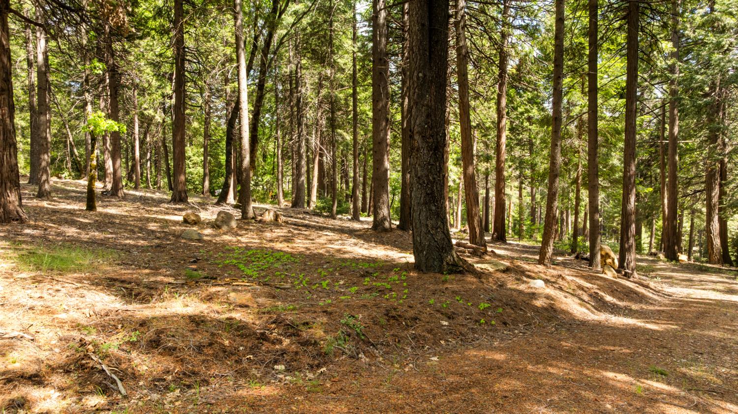 14647 Banner Quaker Hill Road Nevada City, CA 95959 - Photo 16 of 43 a view of road with large trees