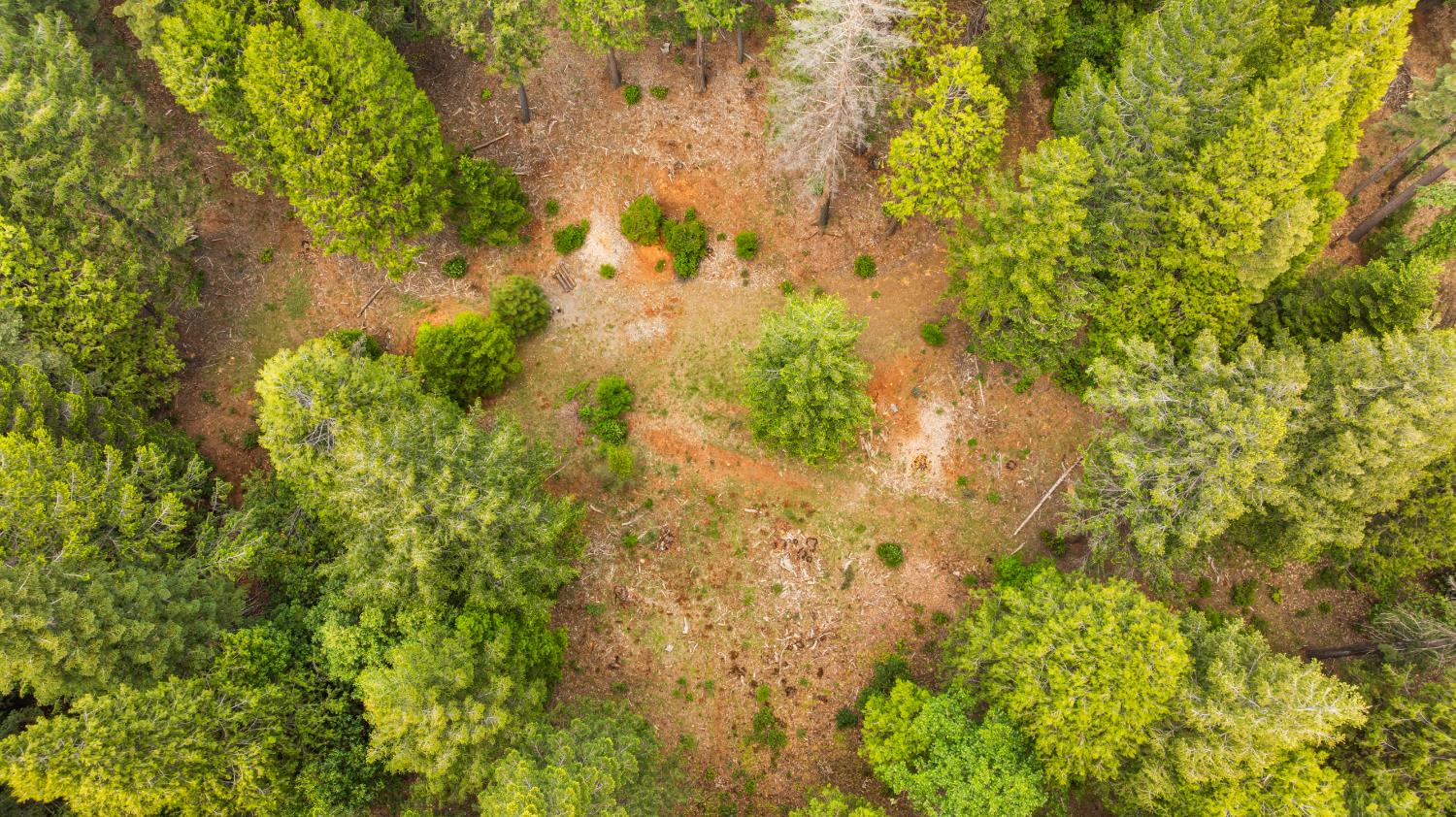 14647 Banner Quaker Hill Road Nevada City, CA 95959 - Photo 17 of 43 a view of a tree with a yard