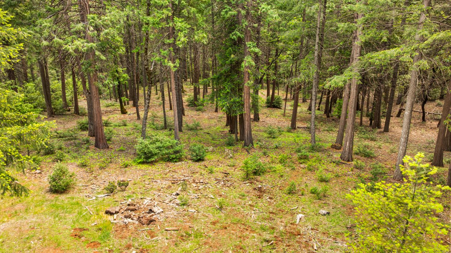 14647 Banner Quaker Hill Road Nevada City, CA 95959 - Photo 19 of 43 a backyard of a house with lots of trees