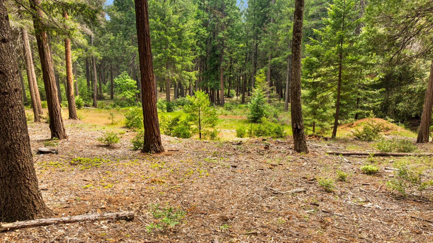 14647 Banner Quaker Hill Road Nevada City, CA 95959 - Photo 20 of 43 a view of a yard with large trees