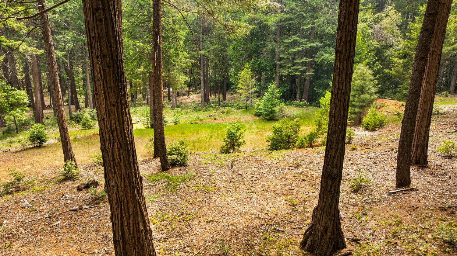 14647 Banner Quaker Hill Road Nevada City, CA 95959 - Photo 21 of 43 a view of a backyard of the house