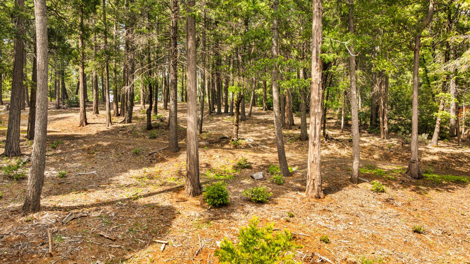 14647 Banner Quaker Hill Road Nevada City, CA 95959 - Photo 24 of 43 a view of a yard covered with snow