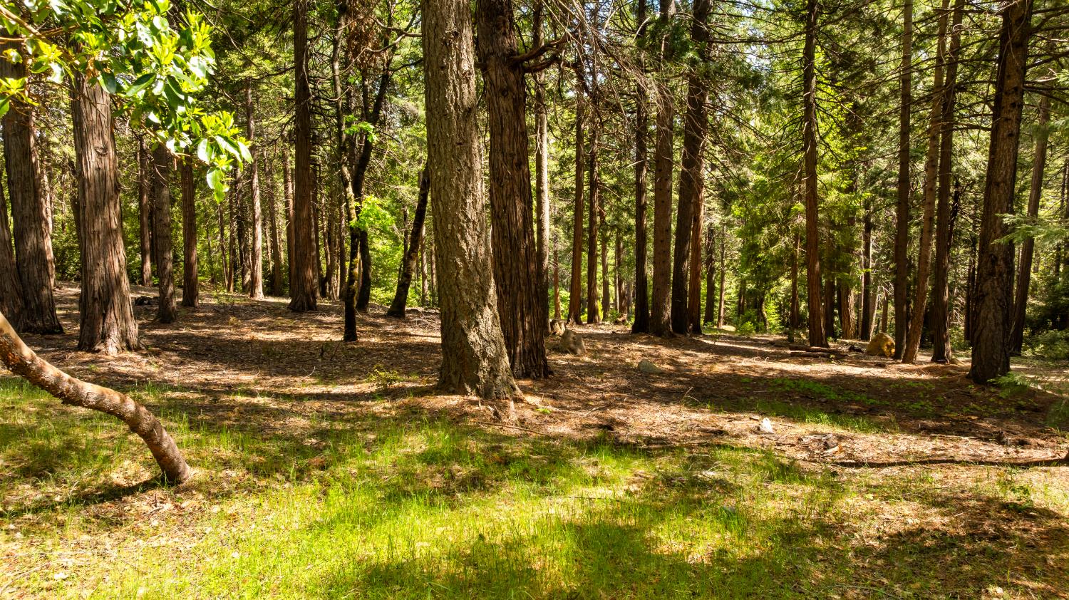 14647 Banner Quaker Hill Road Nevada City, CA 95959 - Photo 27 of 43