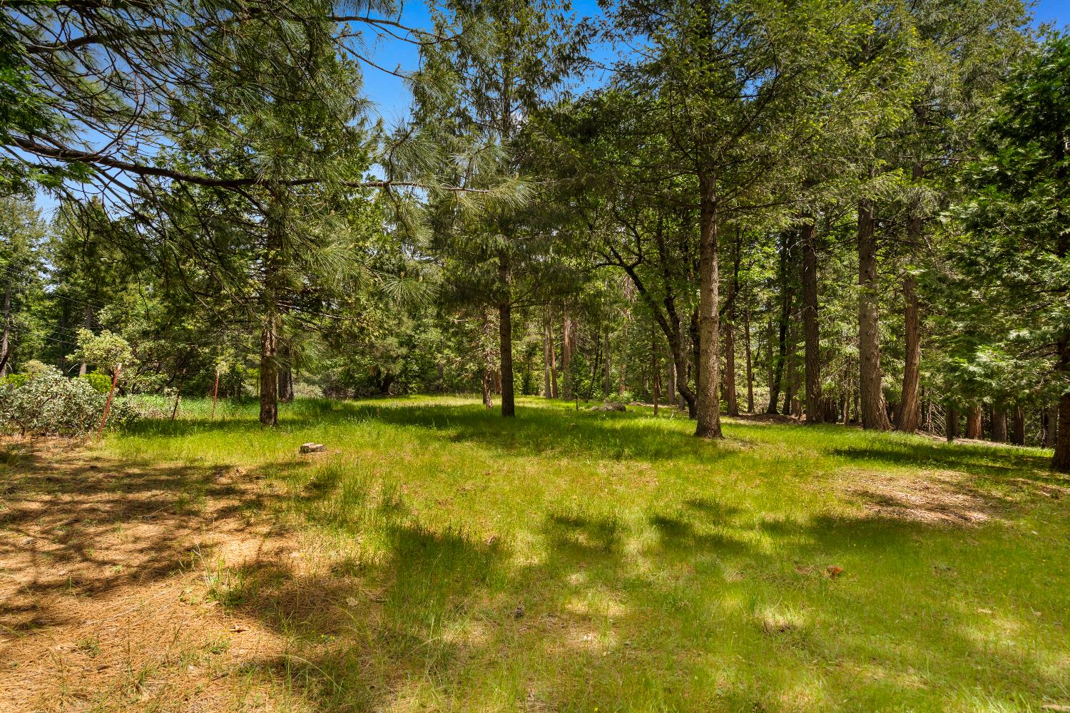 14647 Banner Quaker Hill Road Nevada City, CA 95959 - Photo 31 of 43 a view of a trees in a yard