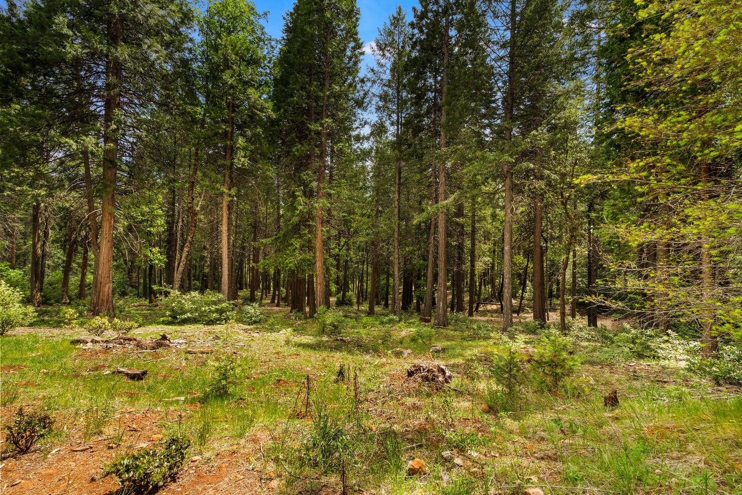 14647 Banner Quaker Hill Road Nevada City, CA 95959 - Photo 32 of 43