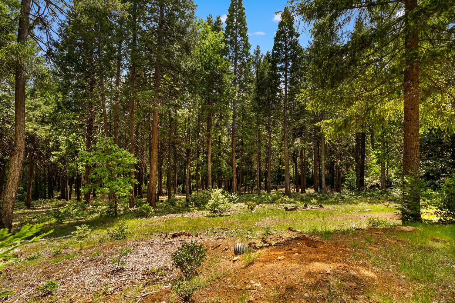 14647 Banner Quaker Hill Road Nevada City, CA 95959 - Photo 33 of 43 a view of outdoor space with trees
