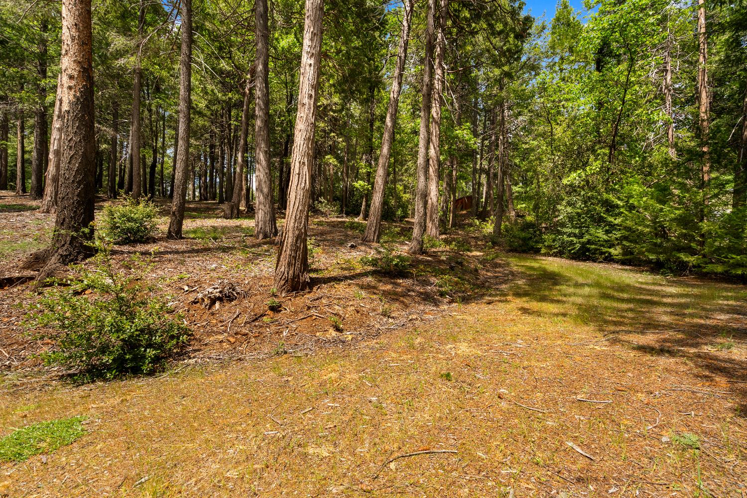 14647 Banner Quaker Hill Road Nevada City, CA 95959 - Photo 34 of 43 a view of a yard with trees