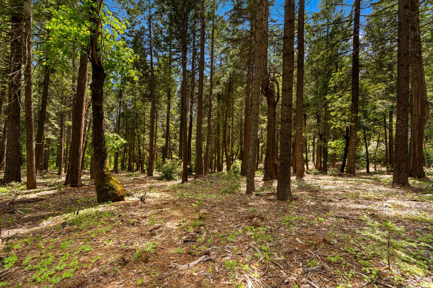 14647 Banner Quaker Hill Road Nevada City, CA 95959 - Photo 35 of 43 a view of outdoor space with trees