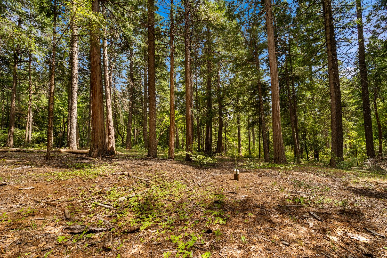 14647 Banner Quaker Hill Road Nevada City, CA 95959 - Photo 36 of 43 a backyard of a house with lots of green space
