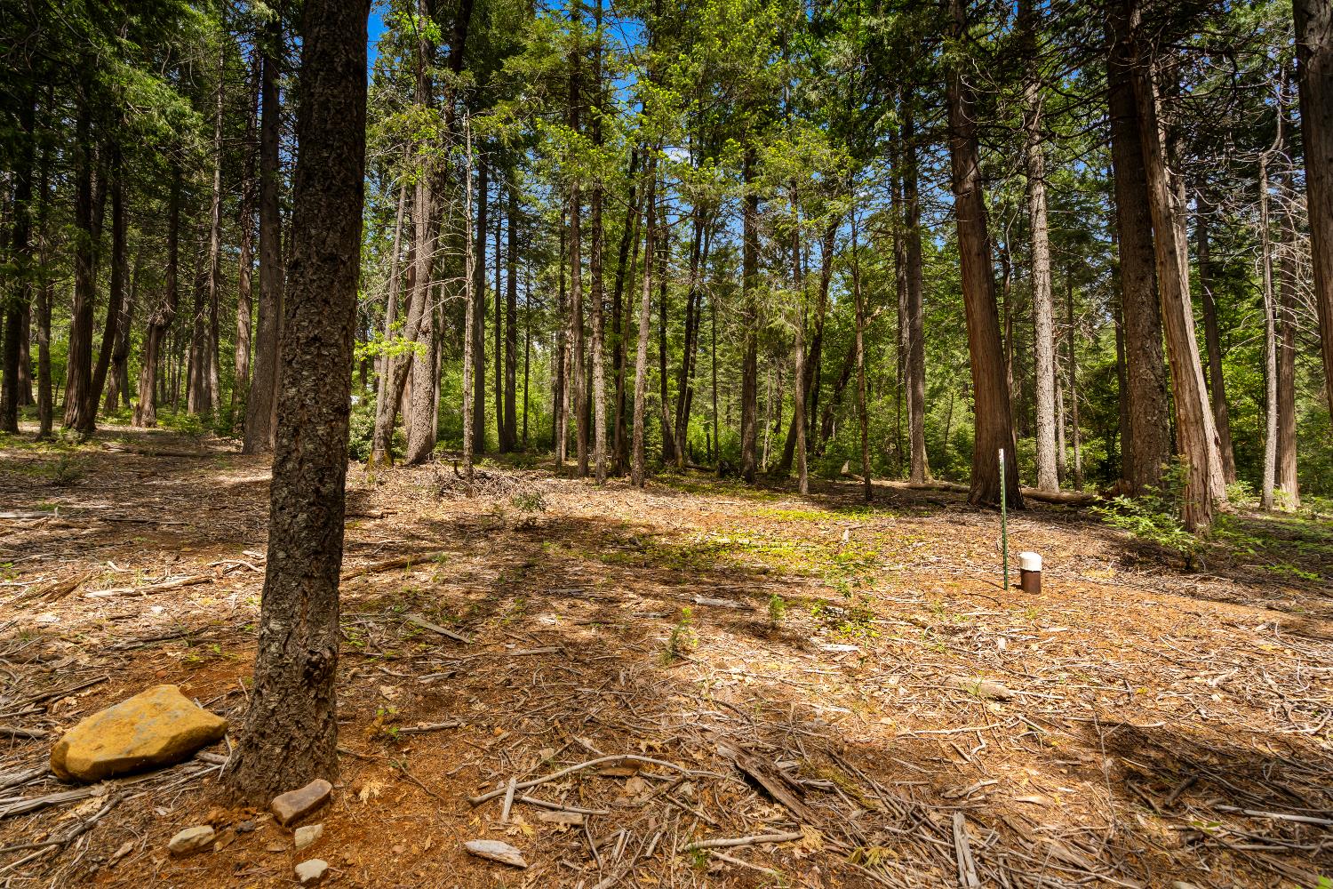 14647 Banner Quaker Hill Road Nevada City, CA 95959 - Photo 37 of 43 a house with trees in front of it