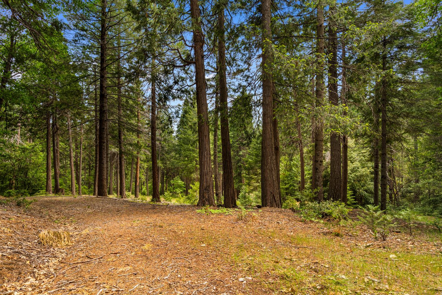 14647 Banner Quaker Hill Road Nevada City, CA 95959 - Photo 39 of 43 a view of outdoor space and yard