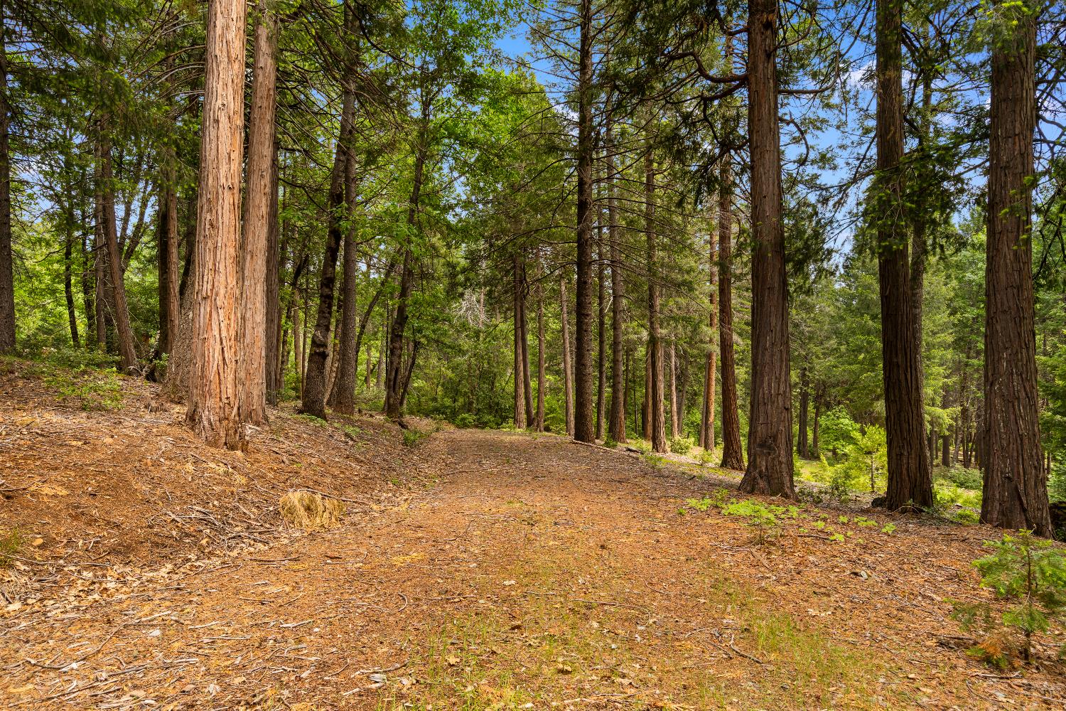14647 Banner Quaker Hill Road Nevada City, CA 95959 - Photo 40 of 43 a view of outdoor space and yard