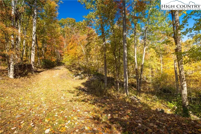 a view of backyard with tree