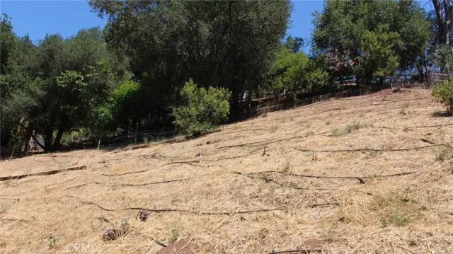 a view of a dry yard with trees