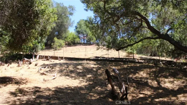 a view of a yard with plants and trees