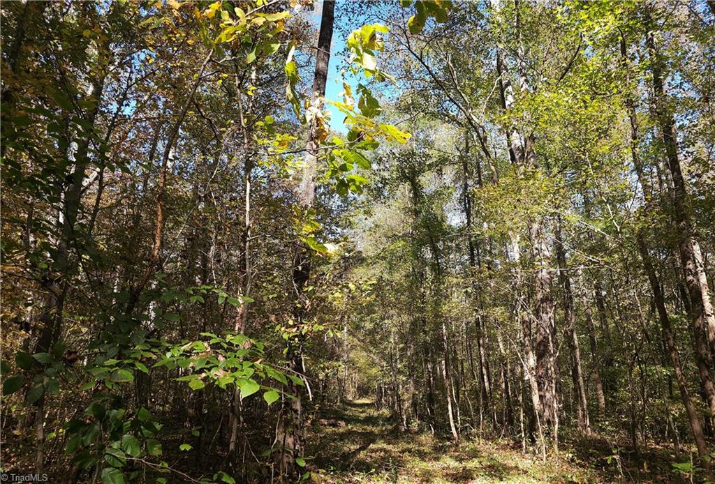 460 Mr Henry Road Mocksville, NC 27028 - Photo 11 of 12 Path along east west boundary toward river