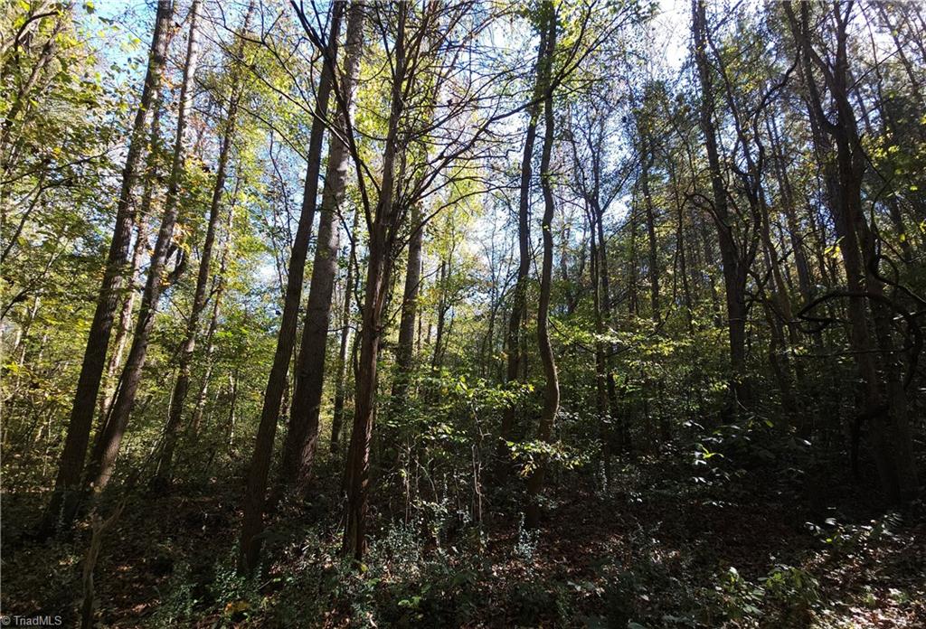 460 Mr Henry Road Mocksville, NC 27028 - Photo 12 of 12 Bottomland hardwood