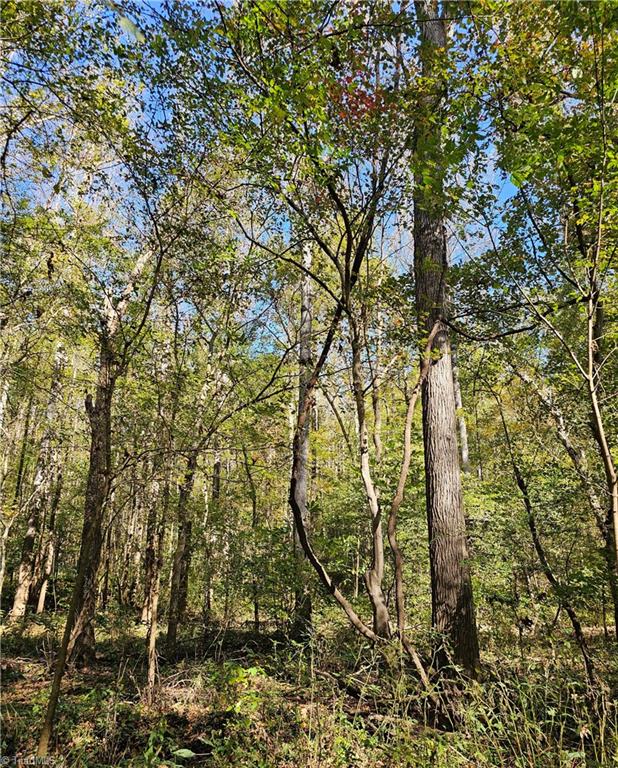 460 Mr Henry Road Mocksville, NC 27028 - Photo 3 of 12 Bottomland hardwood