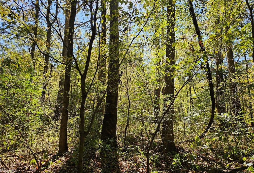 460 Mr Henry Road Mocksville, NC 27028 - Photo 7 of 12 Mature bottomland hardwood