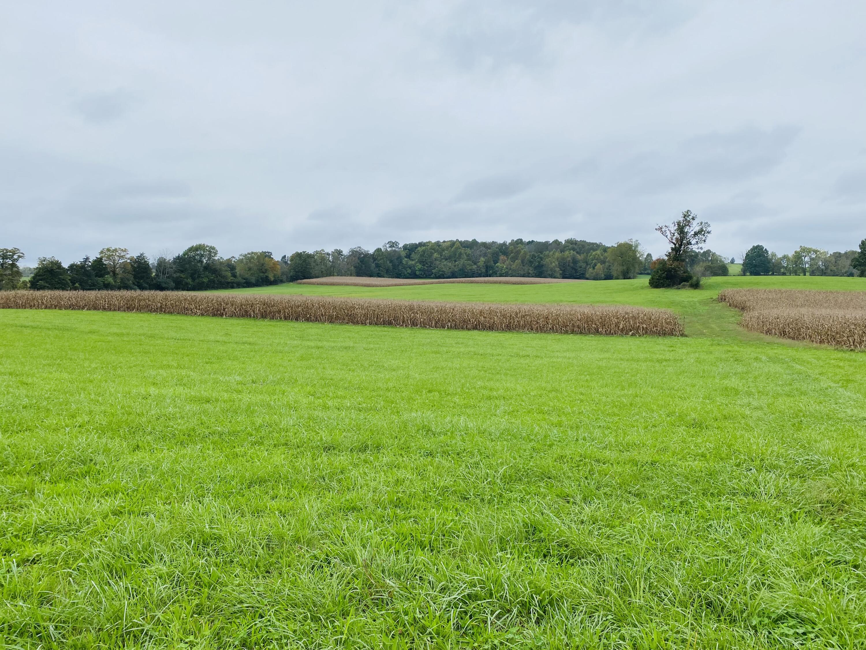 Tbd Flatwoods Road Rose Hill, VA 24281 - Photo 2 of 16 FEBC4454-A37F-40F1-A226-3209DF9A9278