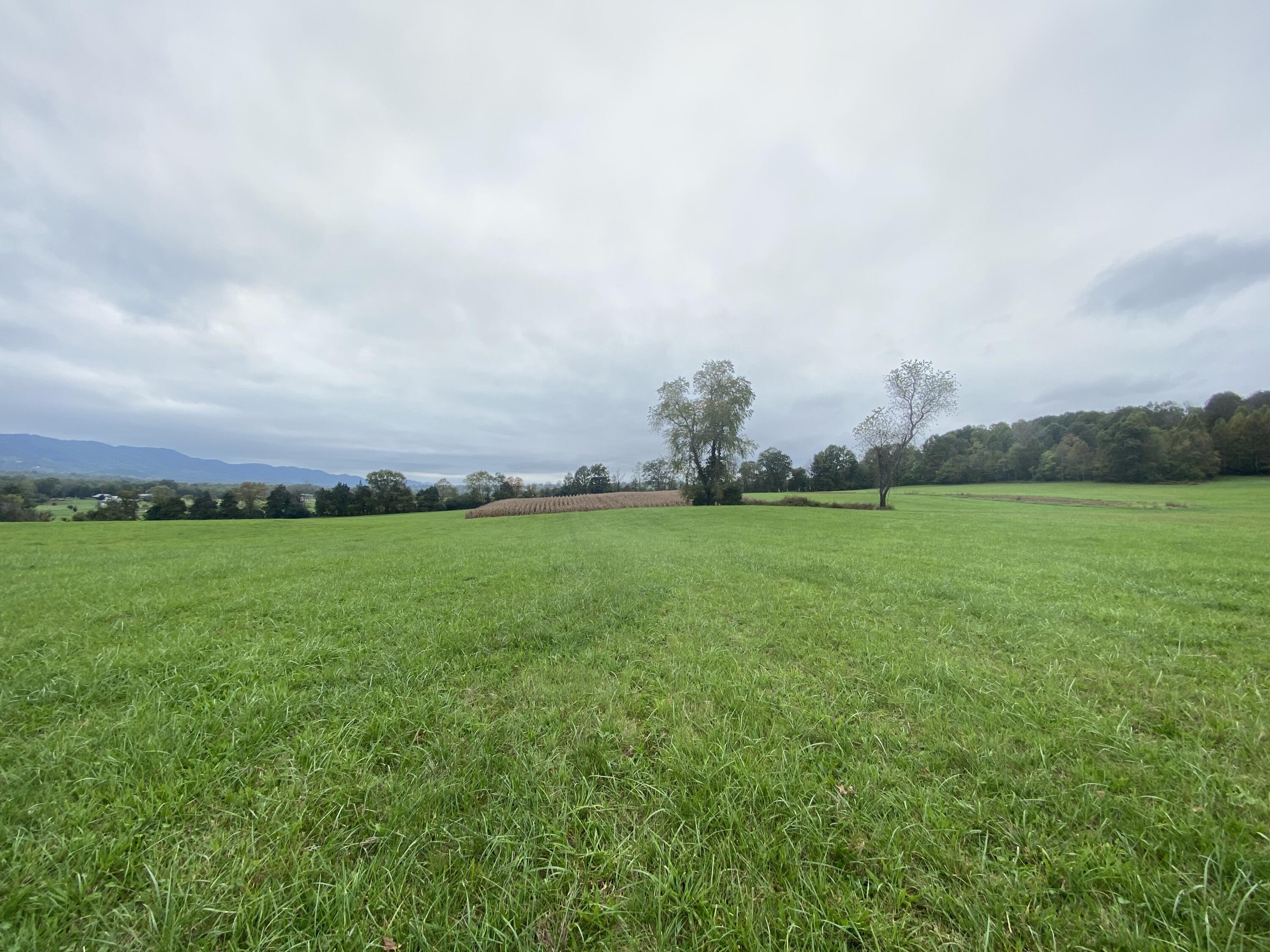 Tbd Flatwoods Road Rose Hill, VA 24281 - Photo 6 of 16 79007181-769E-4CA4-83F4-CA84114A429D