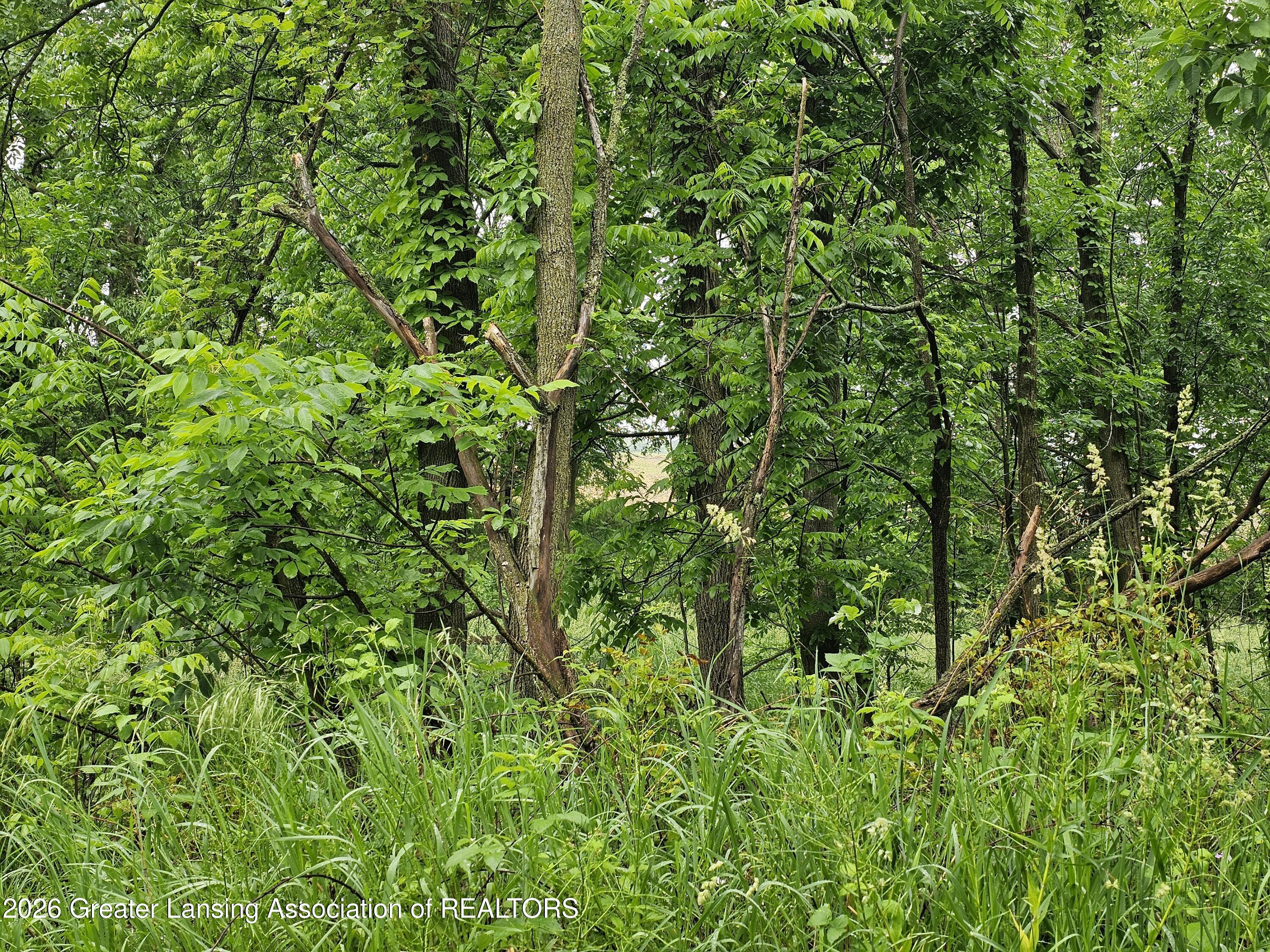 14540 South Wacousta Road Grand Ledge, MI 48837 - Photo 4 of 48 Wooded area