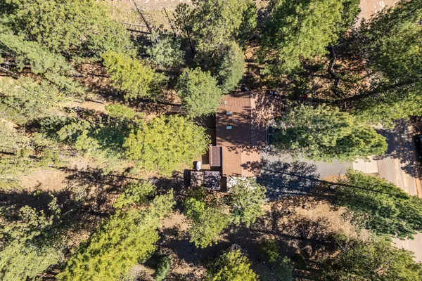 a picture of trees