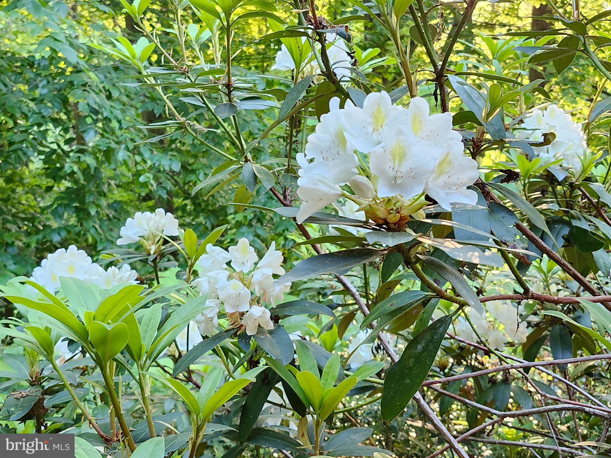 1076 Kings Row Road Oxford, PA 19363 - Photo 81 of 85 Beautiful blooms