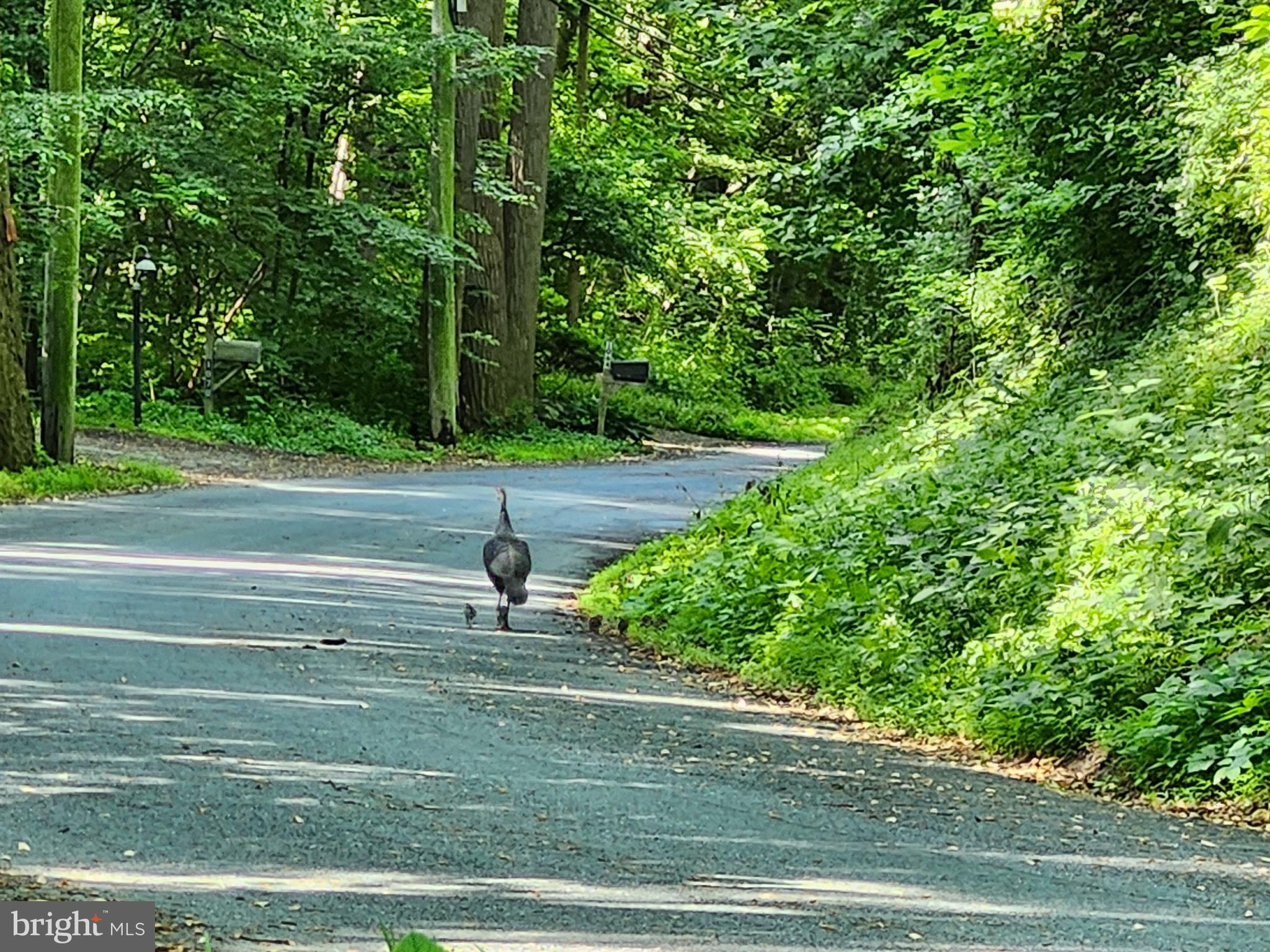 1076 Kings Row Road Oxford, PA 19363 - Photo 82 of 85 Wild turkey
