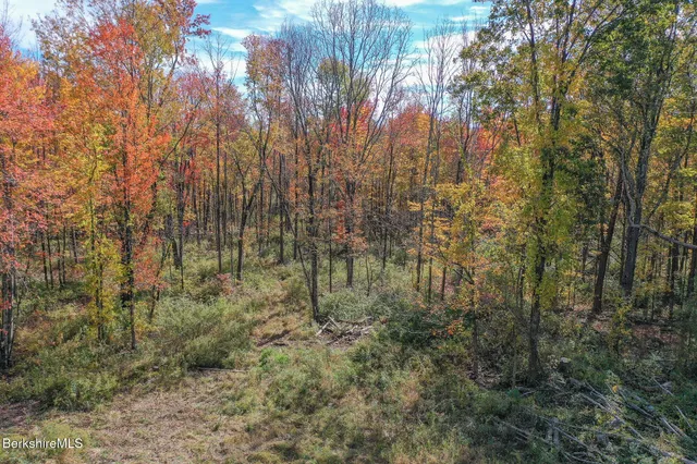 a view of a forest with trees
