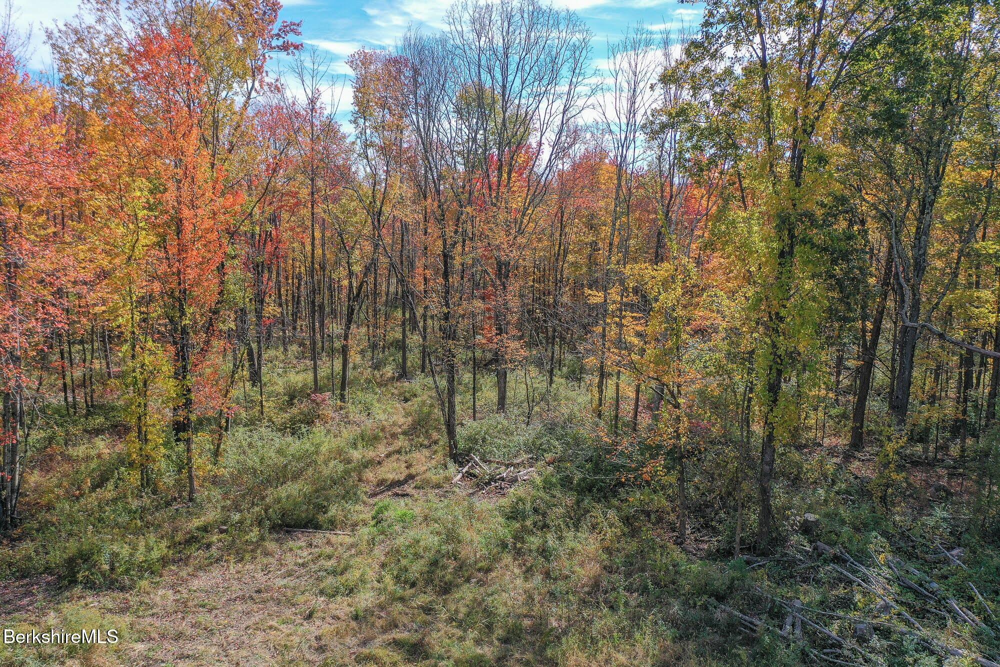 0 Sisson Hill Road Mill River, MA 01244 - Photo 3 of 6 a view of a forest with trees