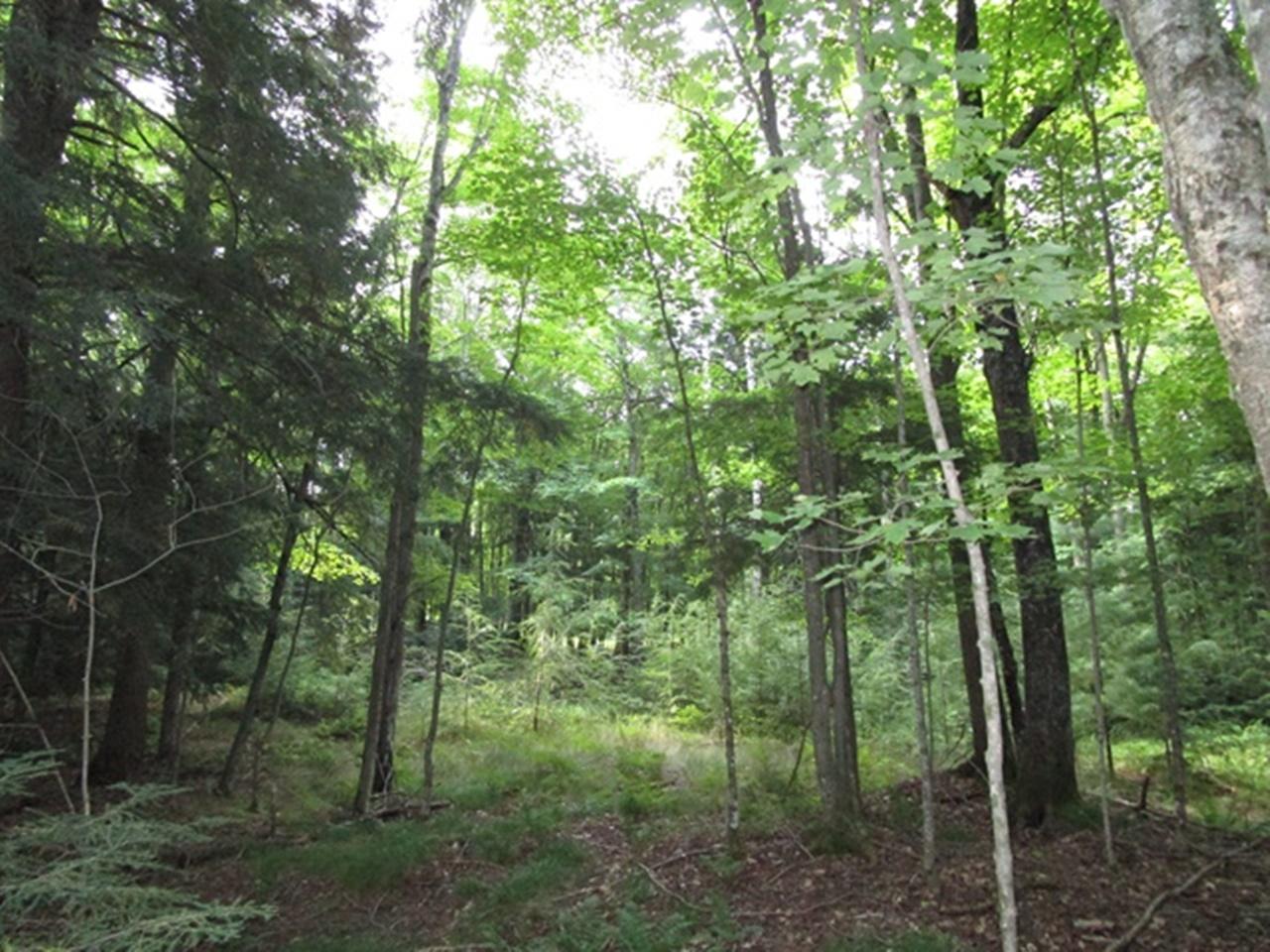 Lot 402 Camp Nokomis Road Mercer, WI 54547 - Photo 7 of 10 Gallery Image 7