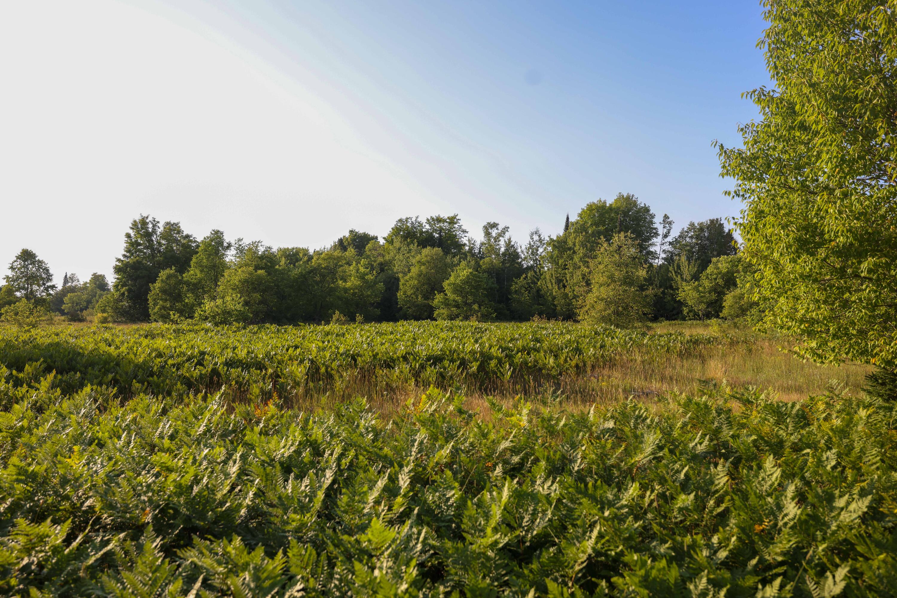 0 Ford Lake Road Germfask, MI 49836 - Photo 12 of 49 Gallery Image 12