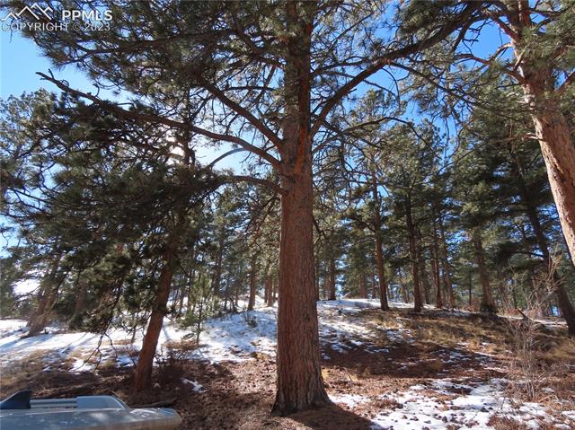 203 Pine Road Florissant, CO 80816 - Photo 3 of 20