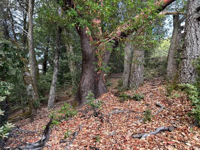 $3,000,000 | 39000 Crispin Road, Manchester, CA 95459