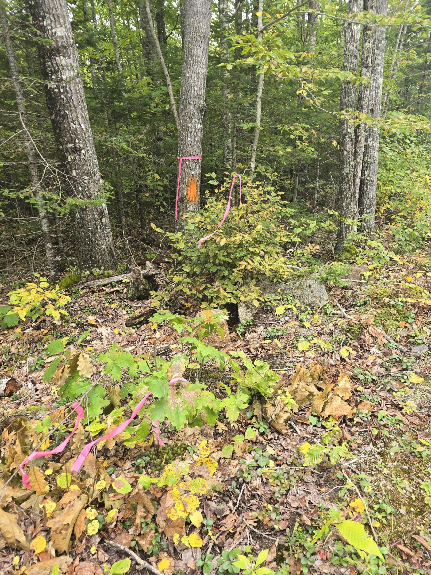Lot 35 Lot Road Deblois, ME 04622 - Photo 3 of 8 20240927_133245