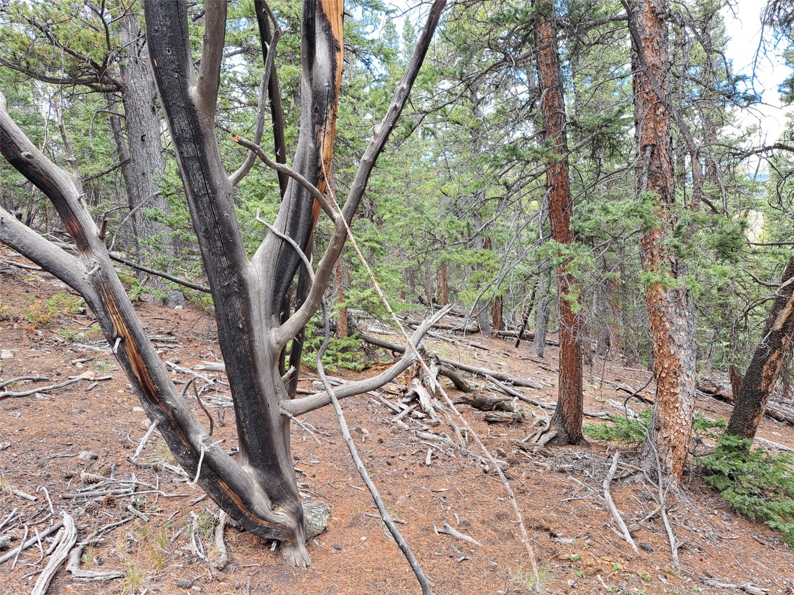 1844 High Creek Road Fairplay, CO 80440 - Photo 9 of 29 Gallery Image 9