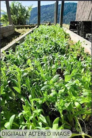 $129,000 | 2233 Baywood Way, Willits, CA 95490