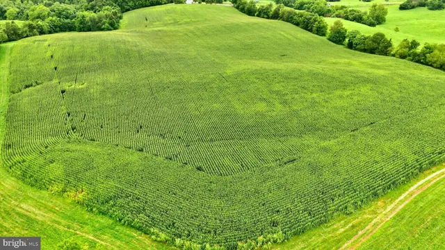 a view of a big yard with a large trees and plants
