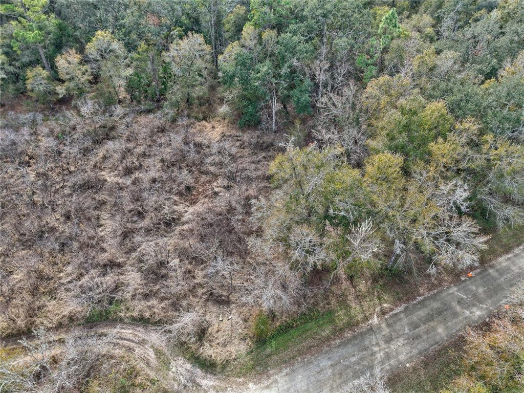 1 Chipstone Street Webster, FL 33597 - Photo 11 of 15 a view of a forest with trees in the background