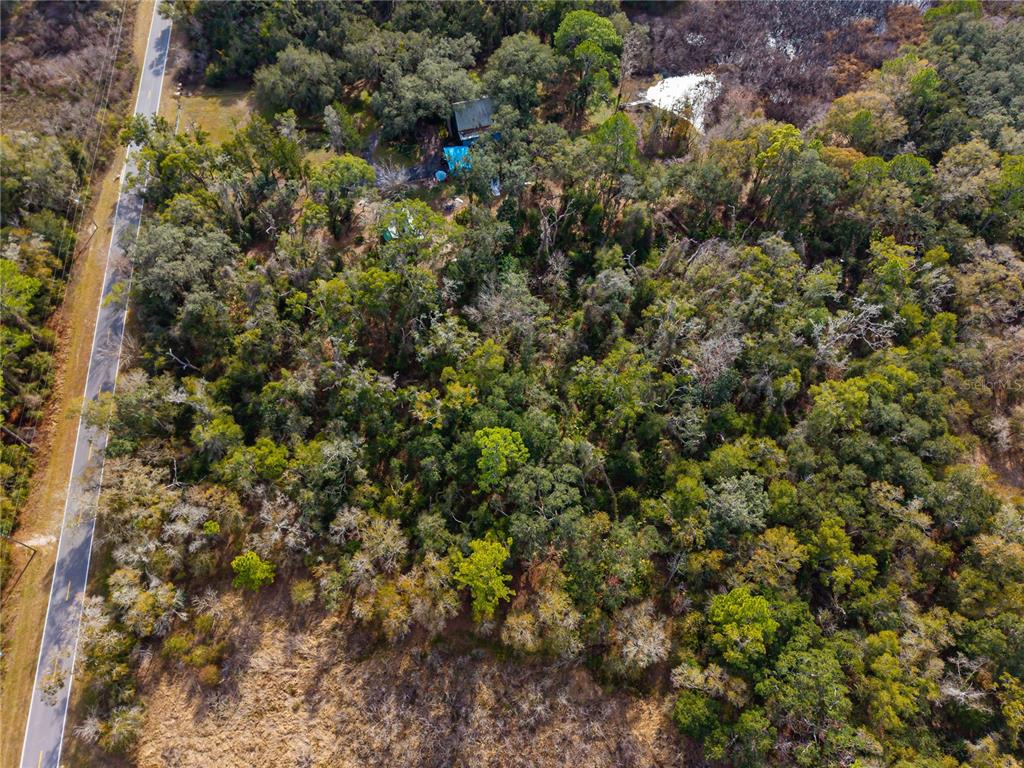 1 Chipstone Street Webster, FL 33597 - Photo 13 of 15 a view of a forest with a tree