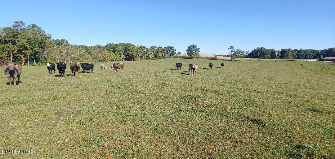 181 Claude Howard Road Deer Lodge, TN 37726 - Photo 12 of 13 Gallery Image 12